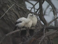 MS Three south pied babbler sitting on dead tree / Kalahari, Northern Cape, South Africa  Stock Footage