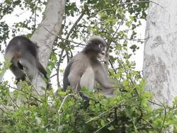 Dusky leaf monkey eating leaves. Stock Footage