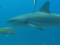 Caribbean reef sharks, Carcharhinus perezi, yellowtail snappers, swim over reef, Bahamas  Stock Footage