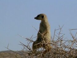 Meerkat (Suricata suricatta) guard on bush, Namaqualand, South Africa Stock Footage