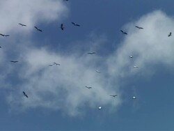 MS Storks flying above tilapia farm / Guanacaste, Costa Rica Stock Footage
