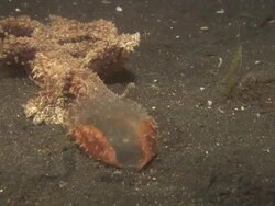 Nudibranch, Malibi, feeding, from above. Indonesia  Stock Footage