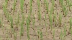 Parched paddy fields, as worst drought for a century sparks famine fears News Clip