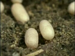 CU Garden Ants (Yellow Field Ant, Lasius flavus) moving pupae, England Stock Footage