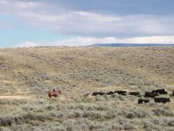 WS PAN Shot of Cowboy on horseback herding black cows across sagebrush covered prairie / White Sulphur Springs, Montana, United States Stock Footage