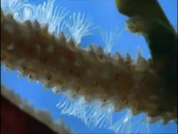 BCU Sargassum Moss-animals (Membranipora/Electra) on stem of Sargasso Seaweed, Bermuda Stock Footage