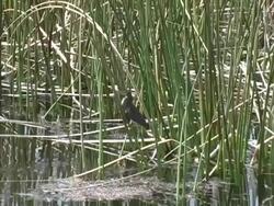 Heron Walking up a Reed Stock Footage