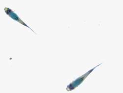 guppy fish, swimming on white background Stock Footage