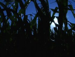 Corn field silhouetted by sun Stock Footage
