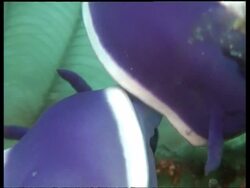 CU and MS two Sea Slugs, H. bullocki, on coral touching, courtship display, Mabul, Borneo, Malaysia Stock Footage