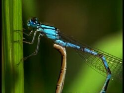BCU 2 Damselflies (Enallagma cyathigerum) mating, England Stock Footage