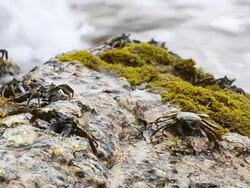 Crabs at the beach Stock Footage