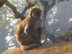Female monkey with baby Stock Footage