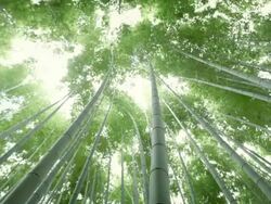 Bamboo Forest Stock Footage