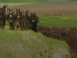Amish Boy Plowing A Field Stock Footage