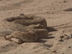 Medium Close Up, pan-left - A snake coils in the sand Stock Footage