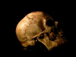 Human skull, HD1080, NTSC, PAL Stock Footage