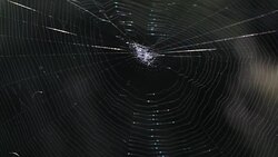 Spider Moving In Its Web Stock Footage