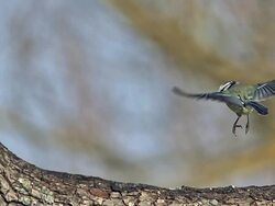 MS SLO MO Blue tit taking off from branch and then landing / Vieux Pont, Normandy, France  Stock Footage