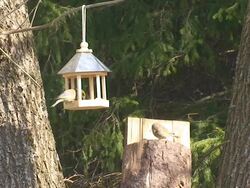 Green Finch and Woodpecker Stock Footage