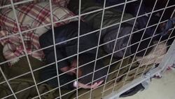 With many routes into Europe blocked, migrants find another way via Hungary Instructional Video