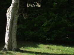 Cat landing on grass from tree Stock Footage