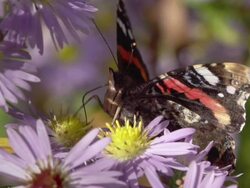 SLOW MOTION: Admiral Butterfly Stock Footage