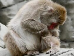 Snow Monkey Stock Footage