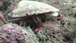 A crustacean crawls away from its hiding place on a riverbed. Stock Footage