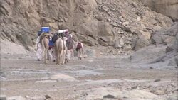 A caravan of camels and drivers walk through the ruinous city of Shenshef, Egypt. Stock Footage