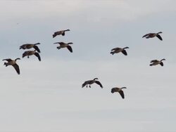 Large flock of Canadian Geese fly through the sky. Stock Footage