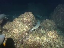 White Tip sharks, Costa Rica, Pacific Ocean  Stock Footage