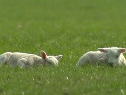 Lamb laying on grass field Stock Footage