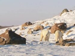 WS TS ZI  SLO MO Two Polar bears playing and fighting with each other  / Churchill, Manitoba, Canada Stock Footage
