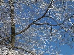 HD: Snow covered tree. Stock Footage
