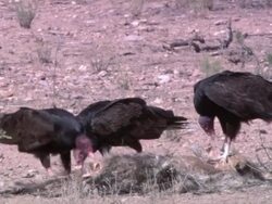 MS Black Arizona turkey vultures picking at a pig carcass in the desert / Sonoran Desert, Arizona, United States Stock Footage