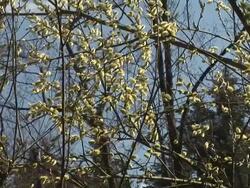 HD: Spring shrubs Stock Footage