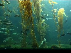 Aquarium Scene with Silhouetted People 2 Stock Footage