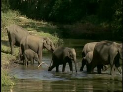 WA group of Indian Elephant, Elephas maximus, crossing river, Western Ghats, India Stock Footage