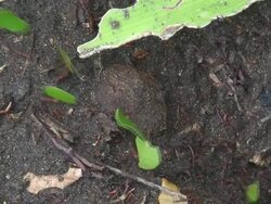 Atta worker ants Stock Footage