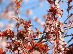 Red Admiral butterfly on Cherry tree HD Stock Footage