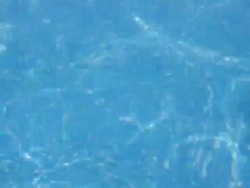 Dachshund Swimming in a Pool Stock Footage