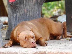 Pit bull terrier Stock Footage
