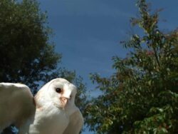 High speed Barn owl (Tyto alba) taking off Stock Footage