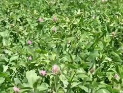 MS Farm of trifolium pratense, clover / Serrig, Rhineland-Palatinate, Germany Stock Footage
