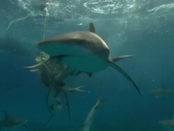 Medium Long Shot hand-held - A school of sharks attacks a ball of chum dangled from a rope. Stock Footage