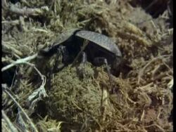 CU beetle on dung ball, pulls out to others on dung, Kenya Stock Footage