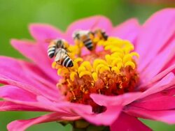 Cosmos flower Stock Footage