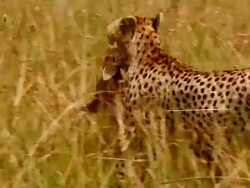 MS PAN TU Cheetah walking right to left through long grass with dead animal in its mouth / Masai Mara, Kenya Stock Footage