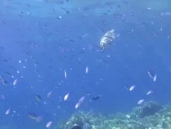 Green Turtle on a Coral Reef Stock Footage